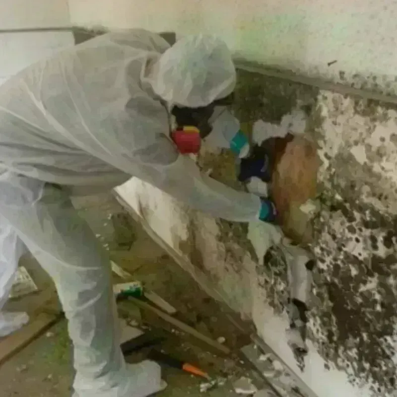 Mold Remediation and Removal in Salem, IN